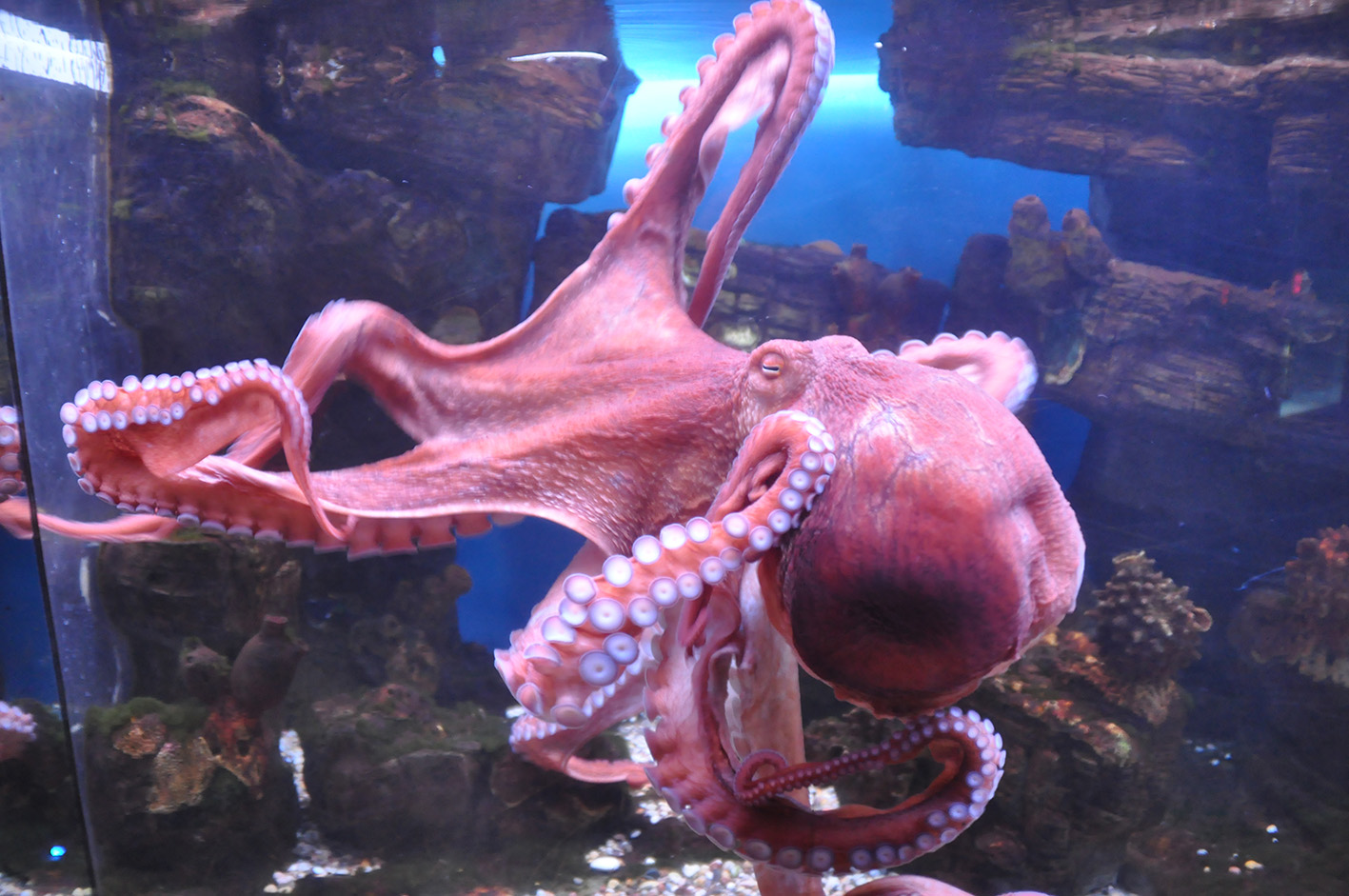 фото "Осьминог" метки: подводные, природа, разное, аквариум, животные, зоопарк, осьминог, осьминоги, экзотариум