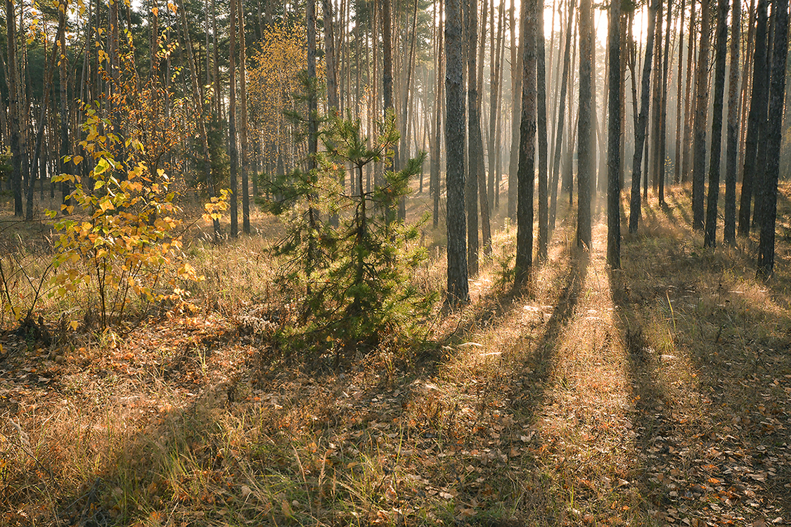 photo "***" tags: landscape, autumn, forest, light, morning