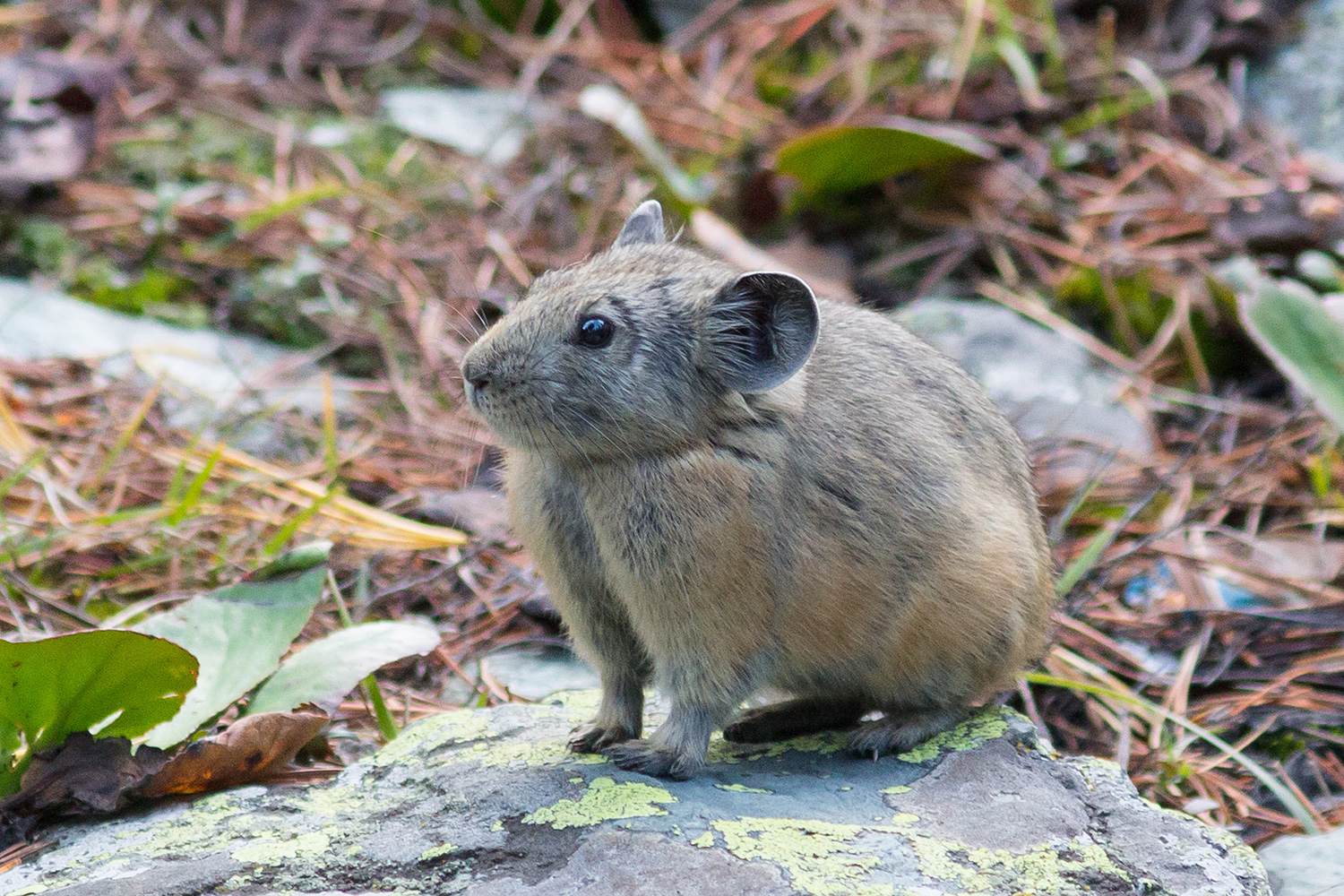 photo "Pika" tags: nature, pika, пищуха