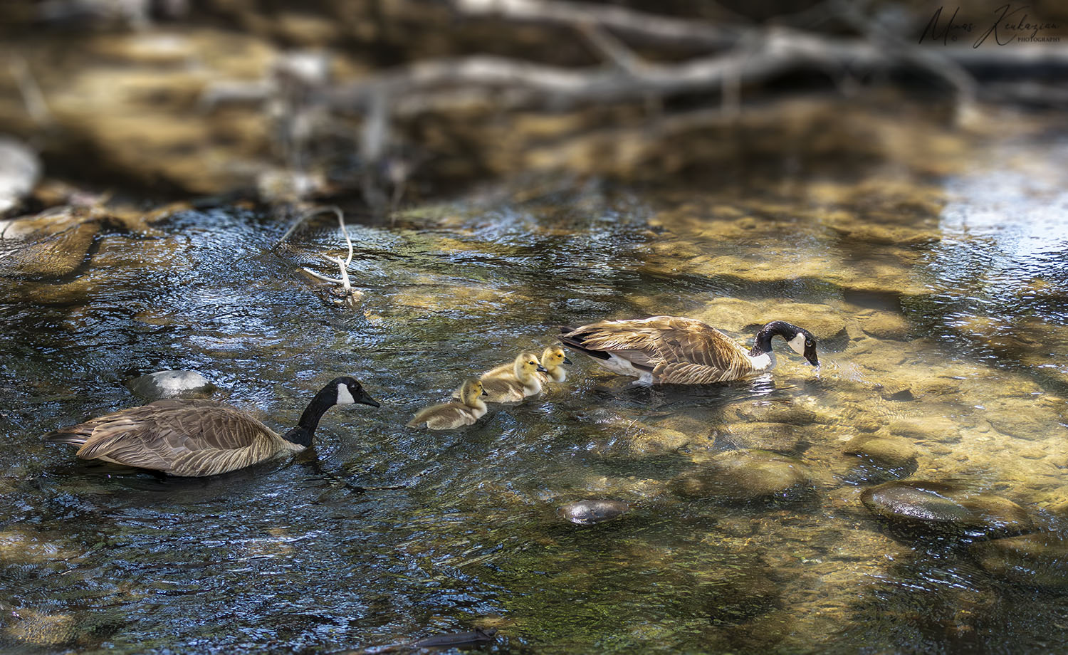 фото "Canada goose" метки: природа, wild animals bird