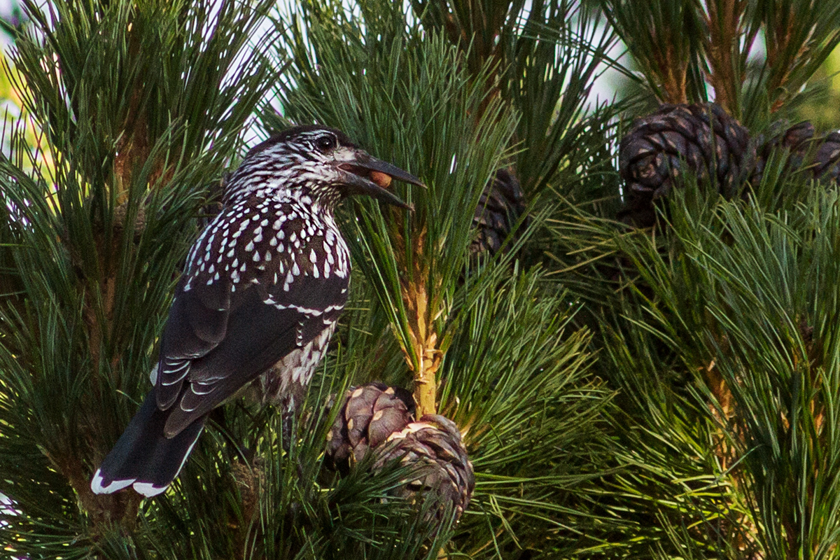 photo "Spotted nutcracker" tags: nature, spotted nutcracker, кедровка
