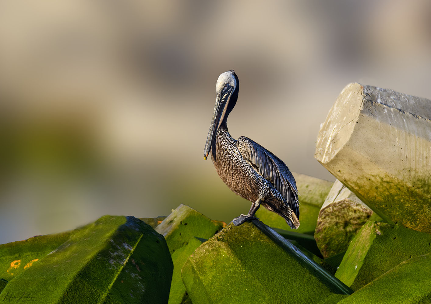 photo "Browne Pelican" tags: nature, 