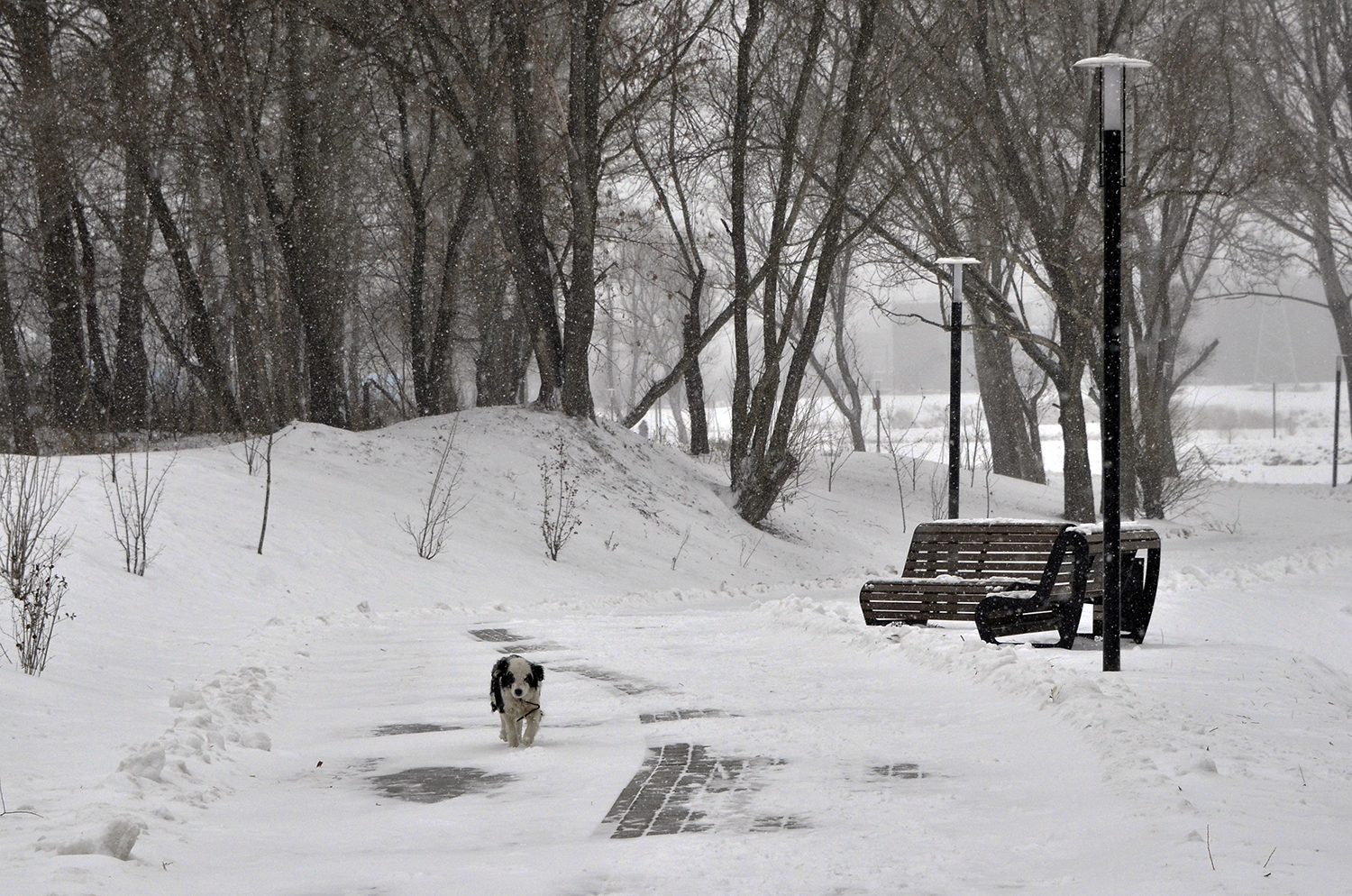 photo "***" tags: city, winter, собаки