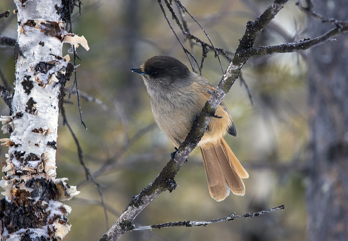 photo "***" tags: nature, portrait, macro and close-up, bird, forest, taiga, winter, кукша, фауна, фотоохота