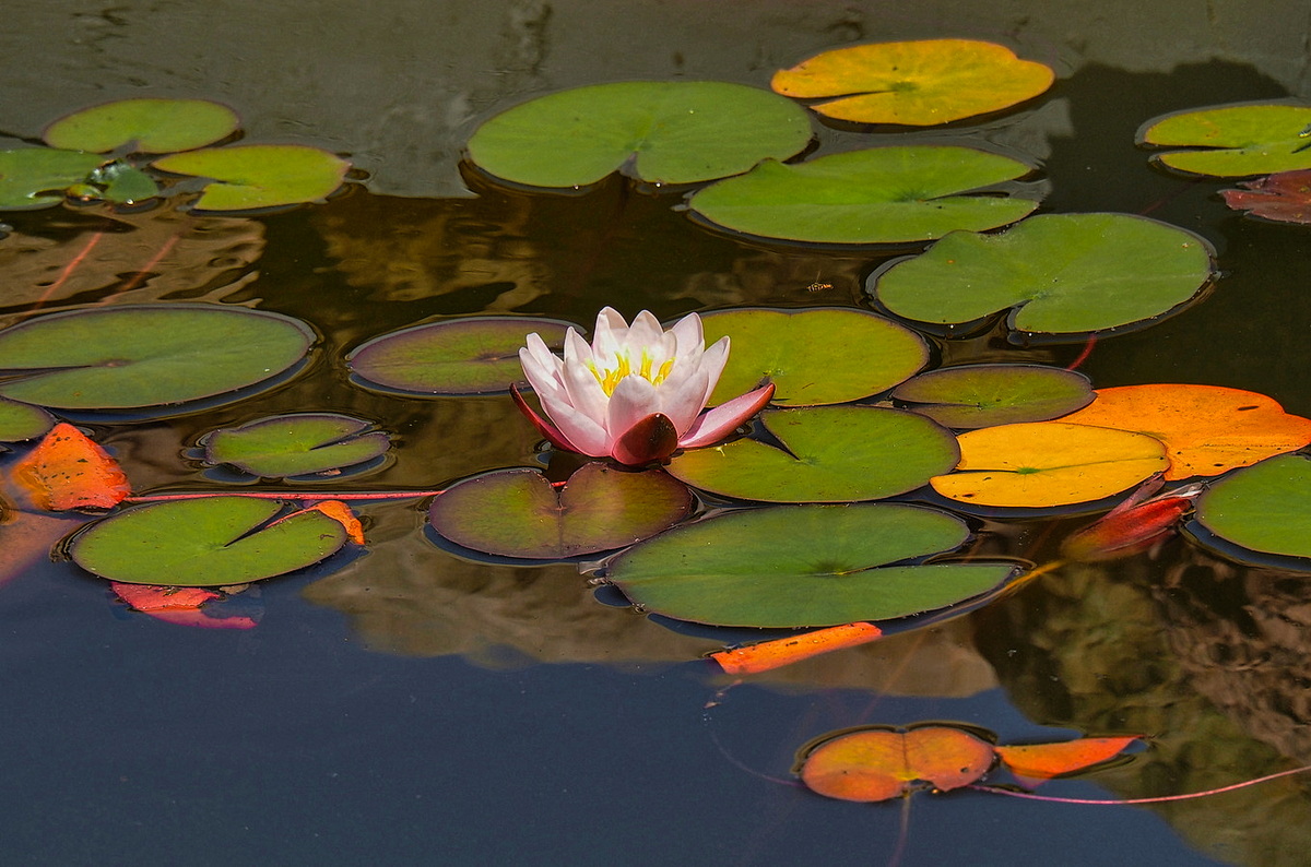 photo "***" tags: nature, flowers, pond