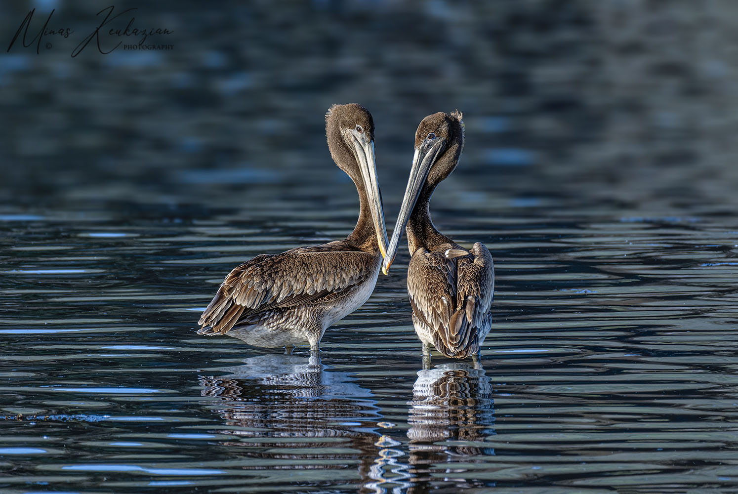фото "Browne Pelican" метки: природа, wild animals bird