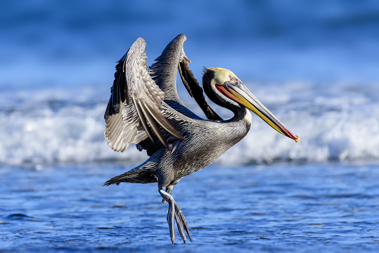 photo "Browne Pelican" tags: nature, wild animals bird