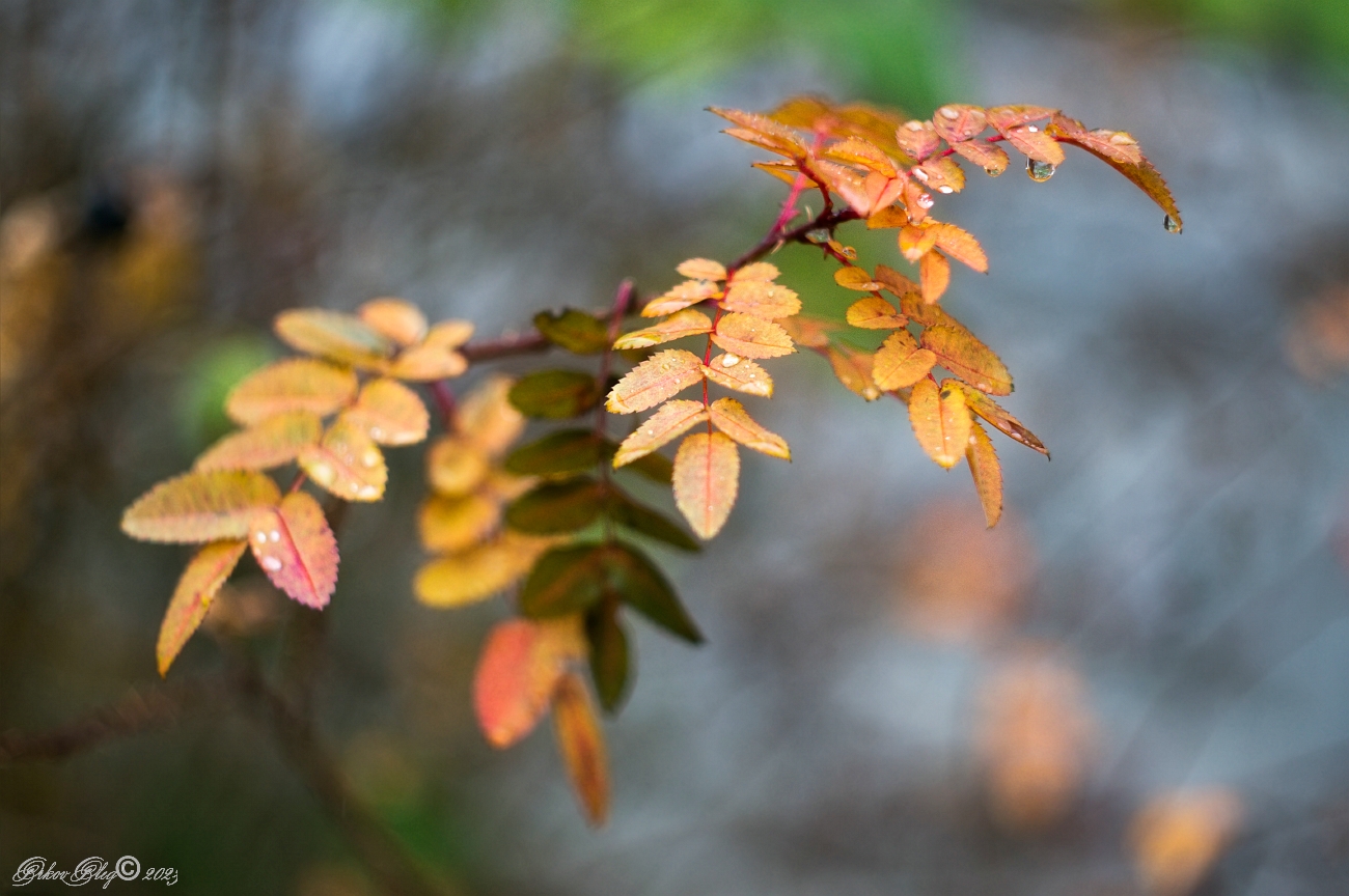 photo "***" tags: nature, macro and close-up, autumn, leaf