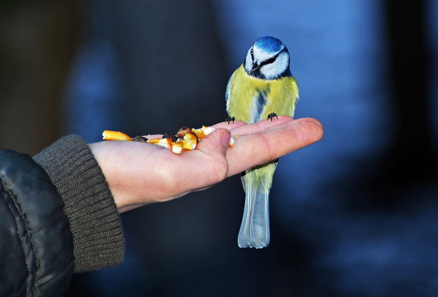 photo "***" tags: nature, winter, птицы, синицы