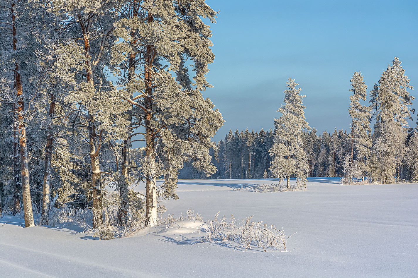 photo "***" tags: landscape, nature, forest, morning, snow, sun, winter, Карельский перешеек