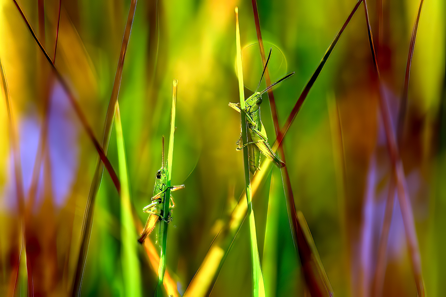 фото "***" метки: , 