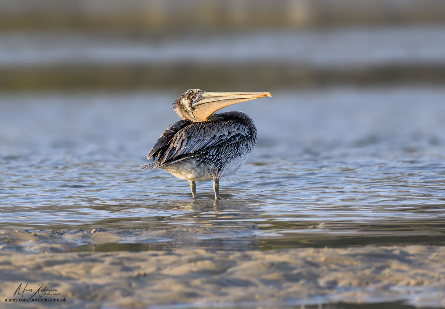 photo "Browne Pelican" tags: nature, wild animals bird