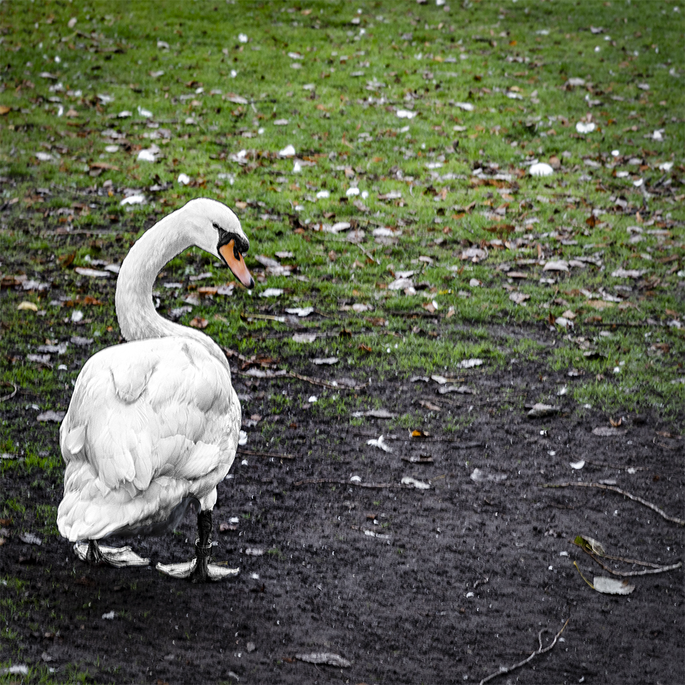 photo "Bruges Swan" tags: misc., 