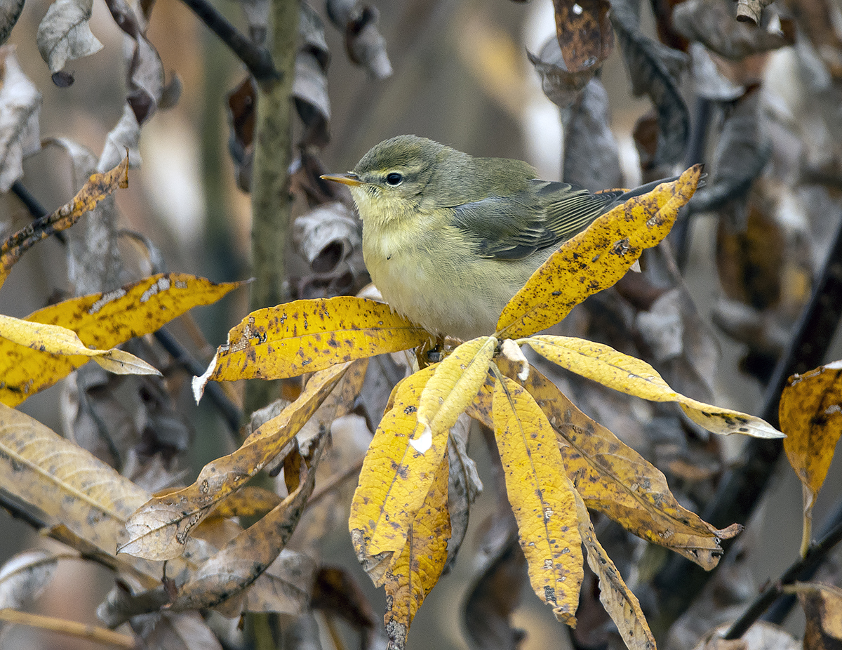 фото "Пеночка-теньковка" метки: природа, портрет, макро и крупный план, birds, fauna, photo hunt, дикие животные, лес, осень, пеночка, пеночка-теньковка, птица, фауна, фотоохота