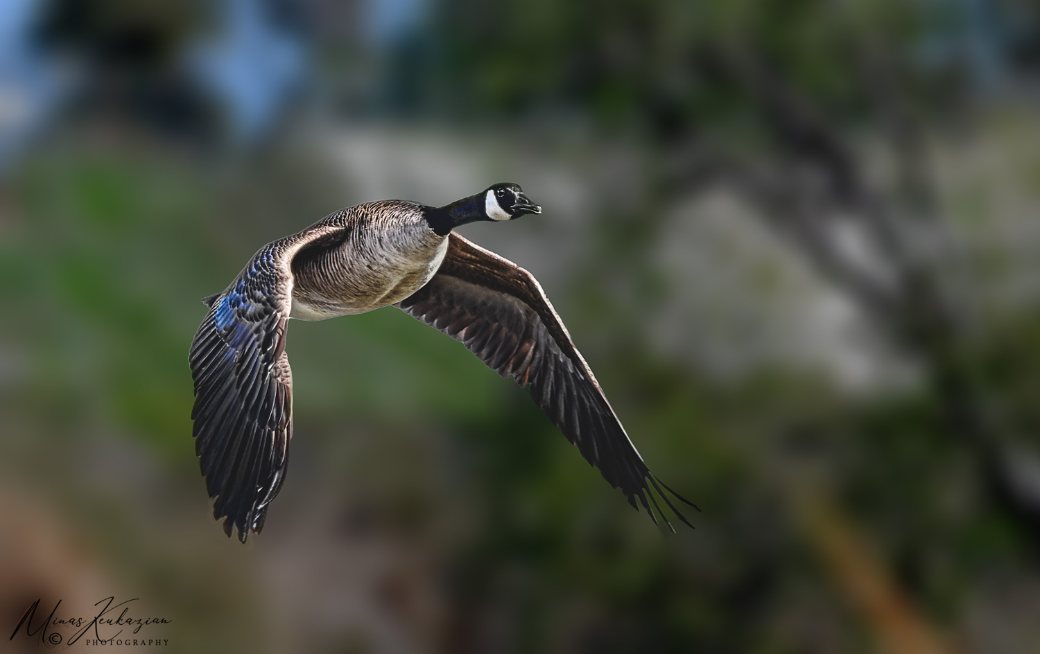 photo "Canada goose" tags: nature, wild animals bird