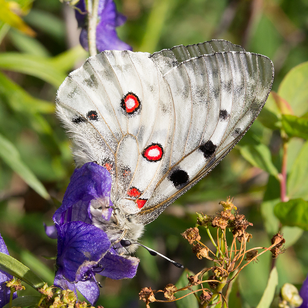 photo "Apollo" tags: macro and close-up, nature, Apollo, butterfly, butterfly, аполлон