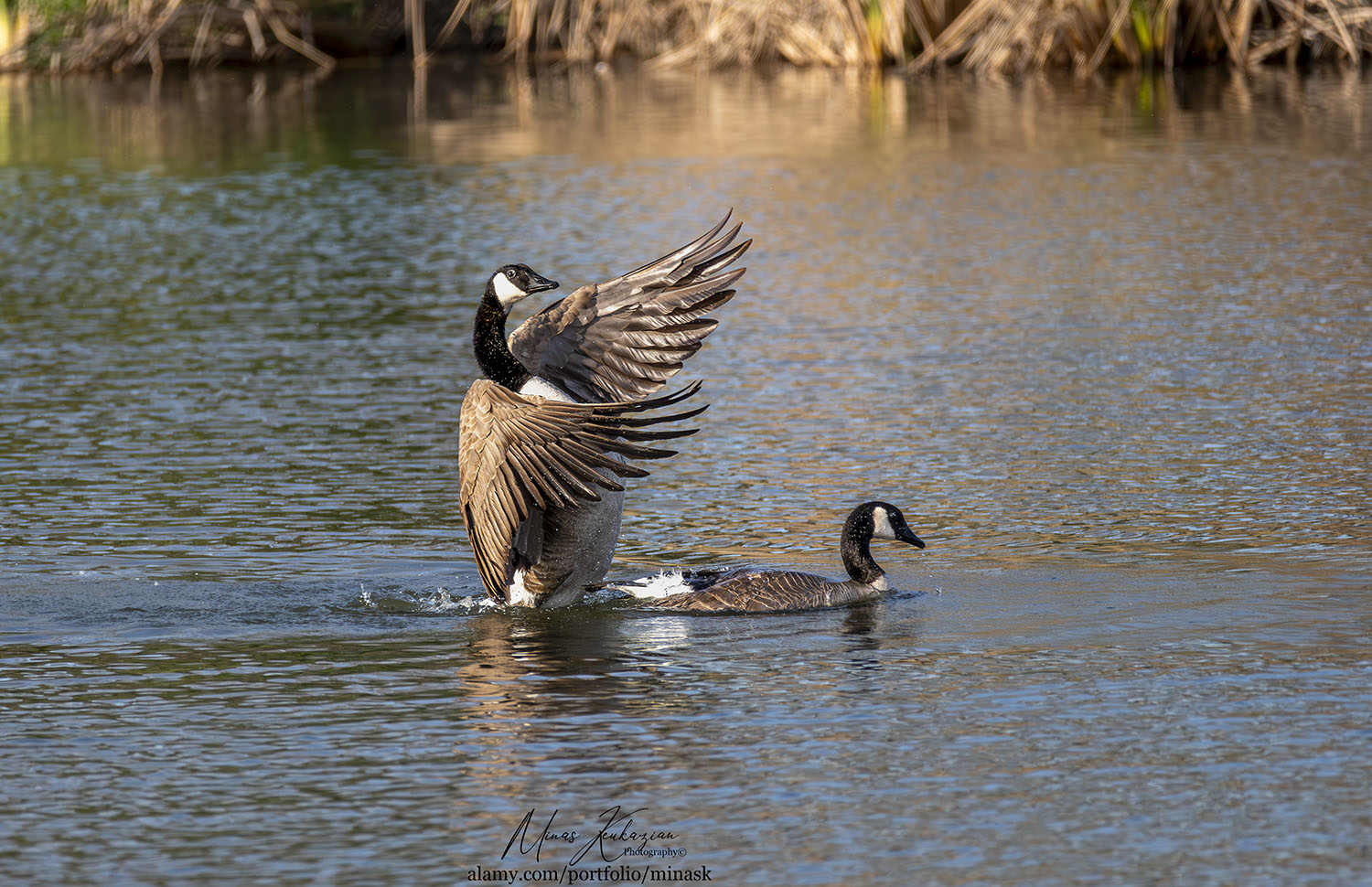 фото "Canada geese mating" метки: природа, wild animals bird