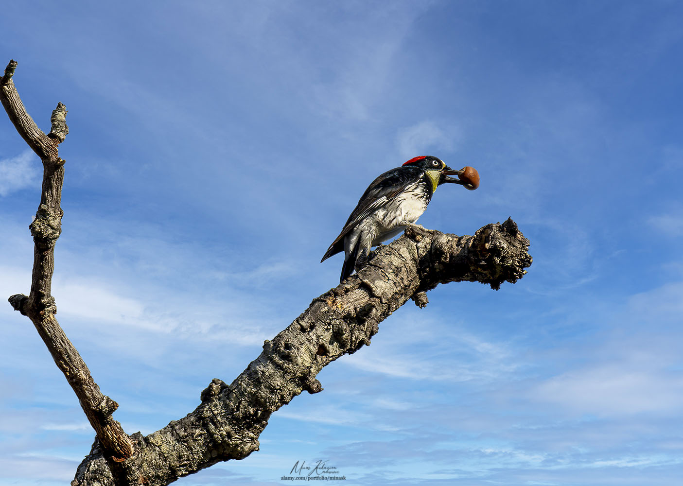 photo "Male Acron Woodpecker" tags: nature, wild animals bird