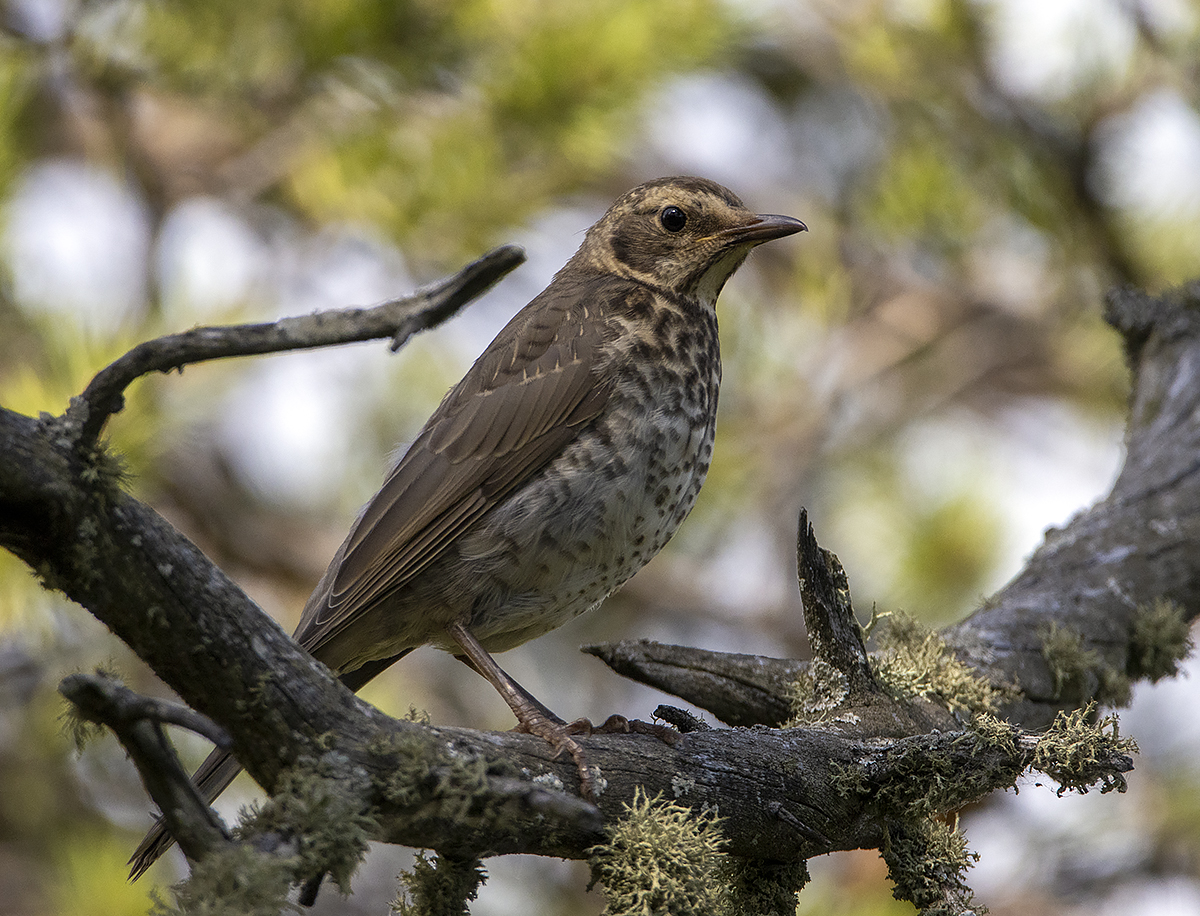 фото "Деряба" метки: природа, портрет, макро и крупный план, birds, fauna, photo hunt, деряба, дикие животные, дрозд, лес, птица, фауна, фотоохота