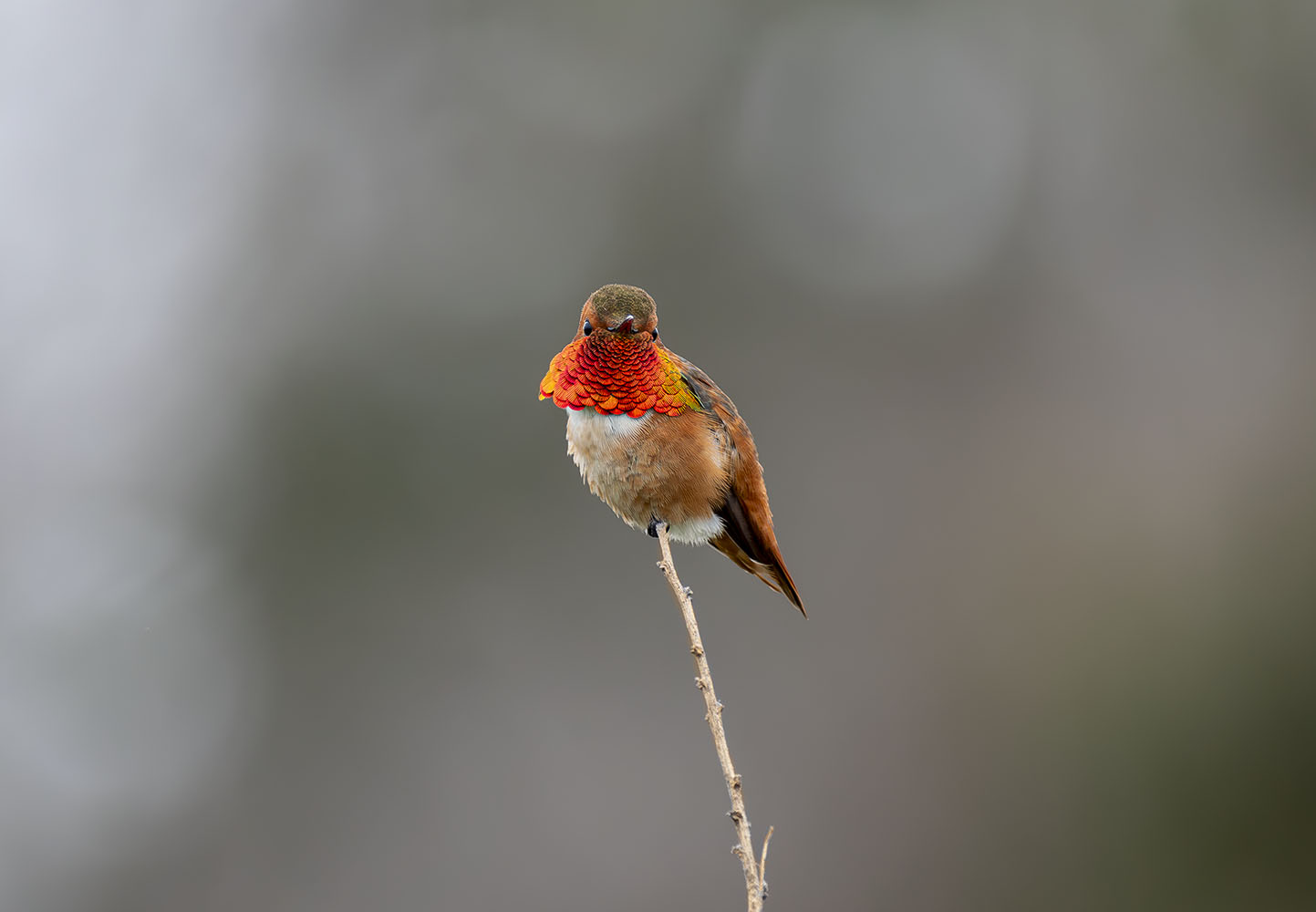 фото "Allen's hummingbird" метки: природа, wild animals bird