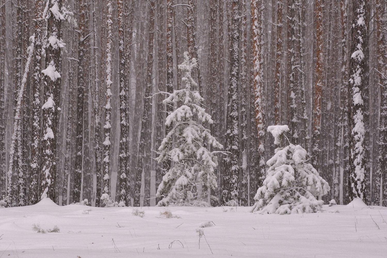фото "За пеленой снегопада." метки: пейзаж, зима, лес, снегопад