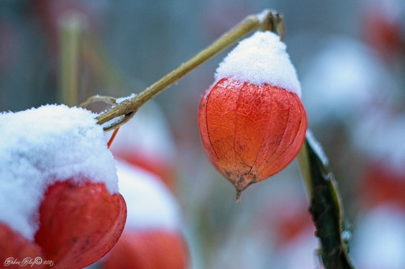 photo "***" tags: nature, macro and close-up, snow