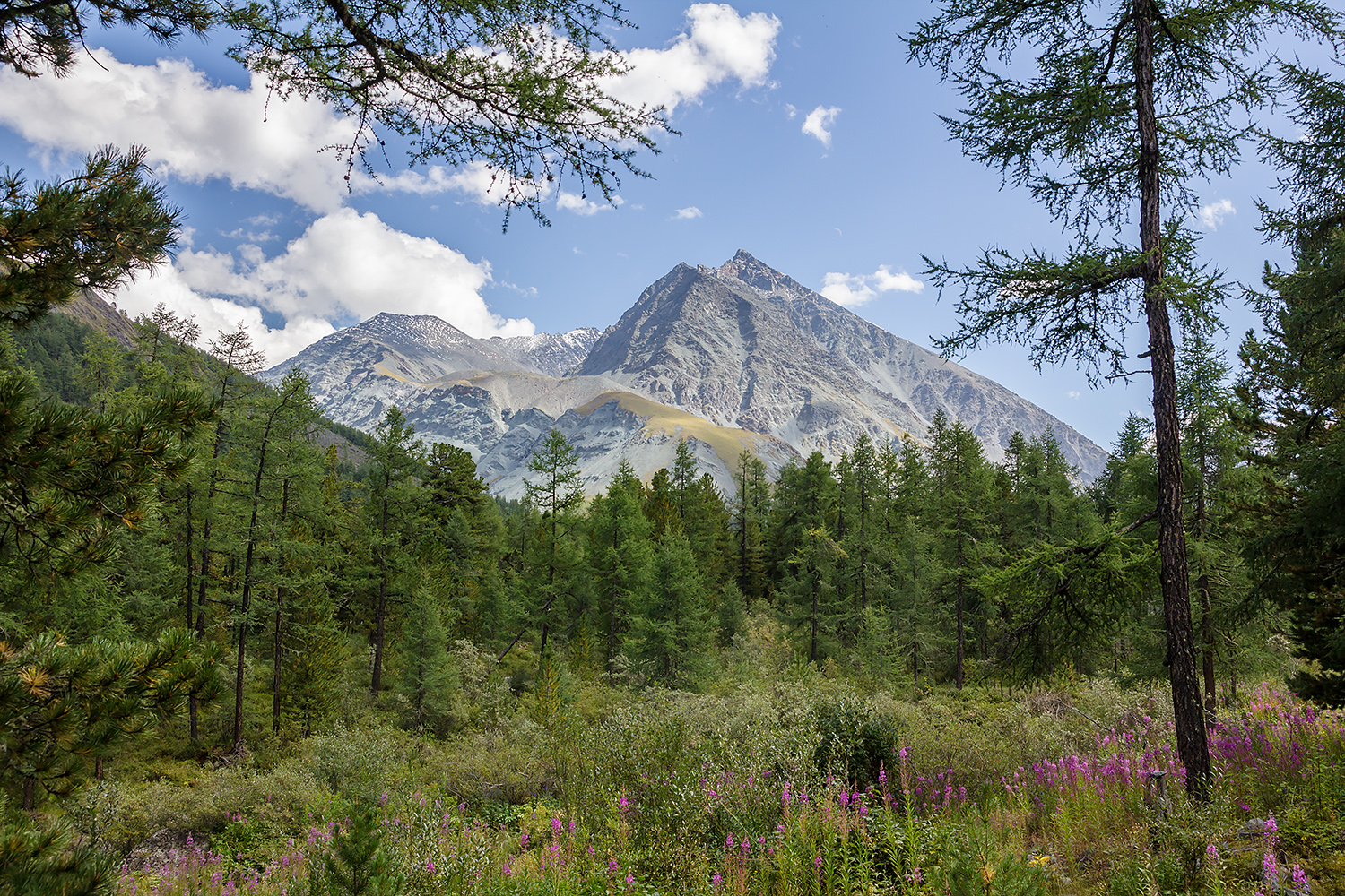 photo "Where the fireweed blossoms" tags: landscape, travel, nature, Altai, mountains, Алтай