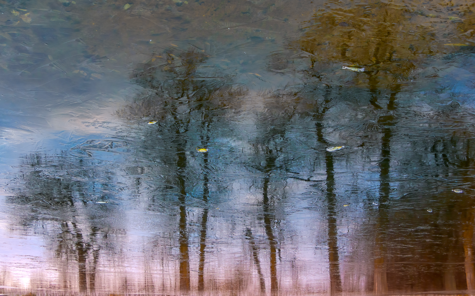 photo "When autumn meets winter..." tags: landscape, abstract, отражение на льду