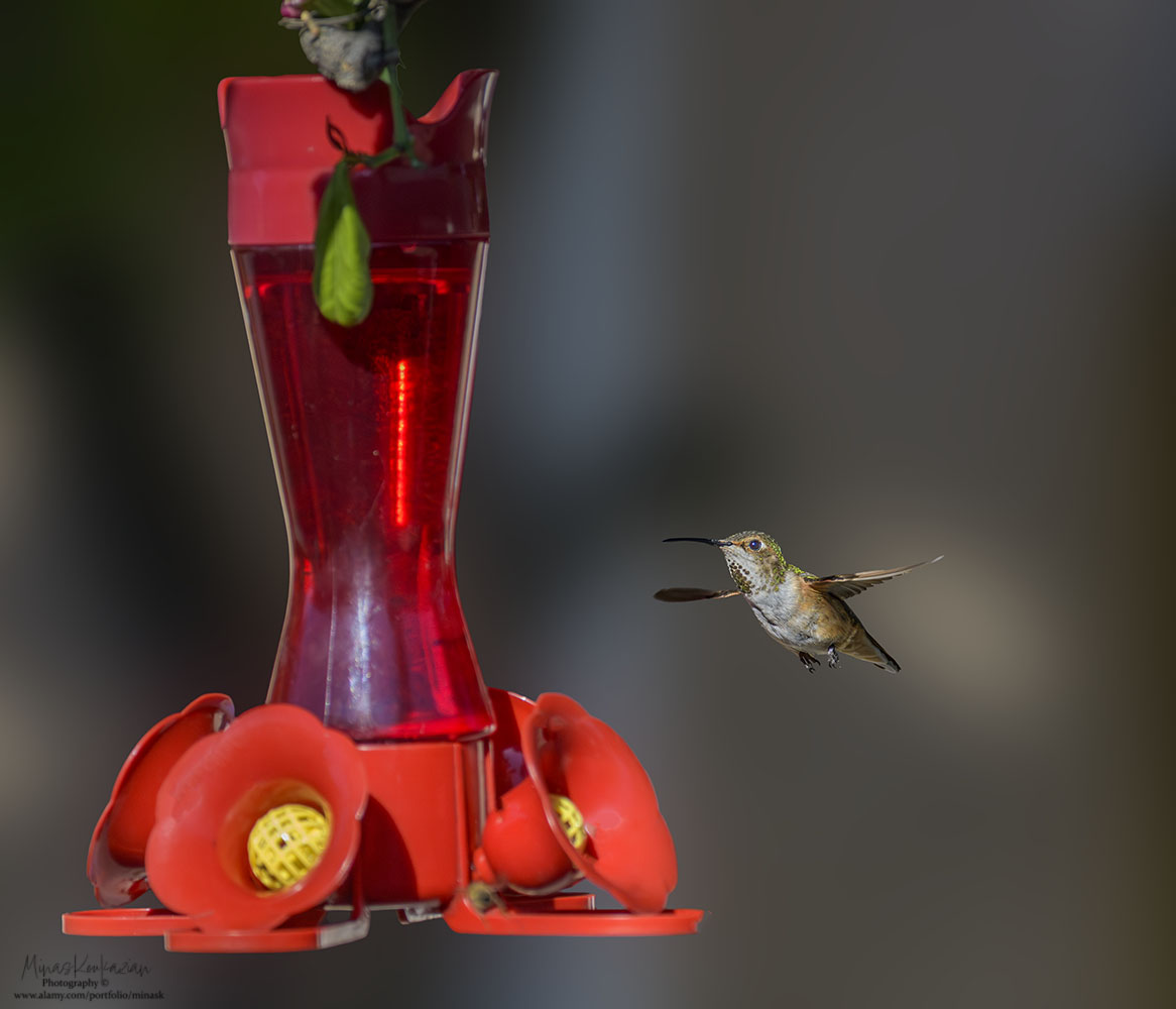 фото "Anna's Hummingbird" метки: природа, wild animals bird