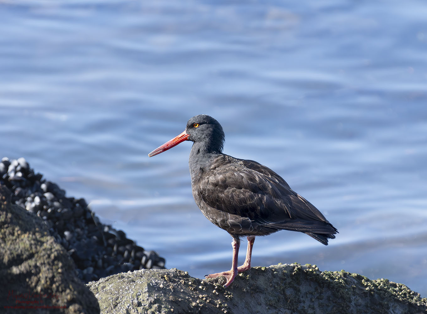 фото "Black Ostercather" метки: природа, 