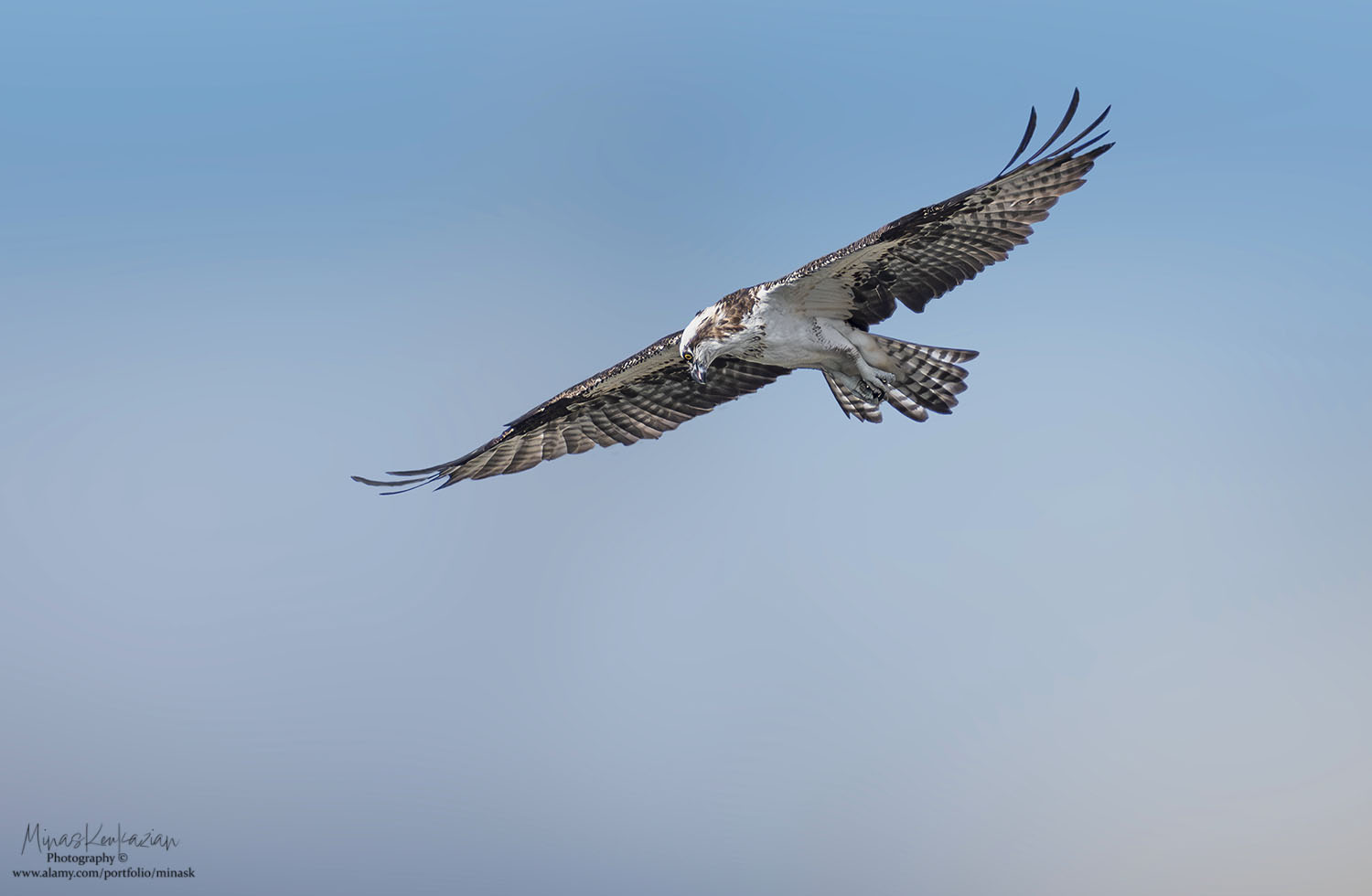 photo "Osprey" tags: nature, 