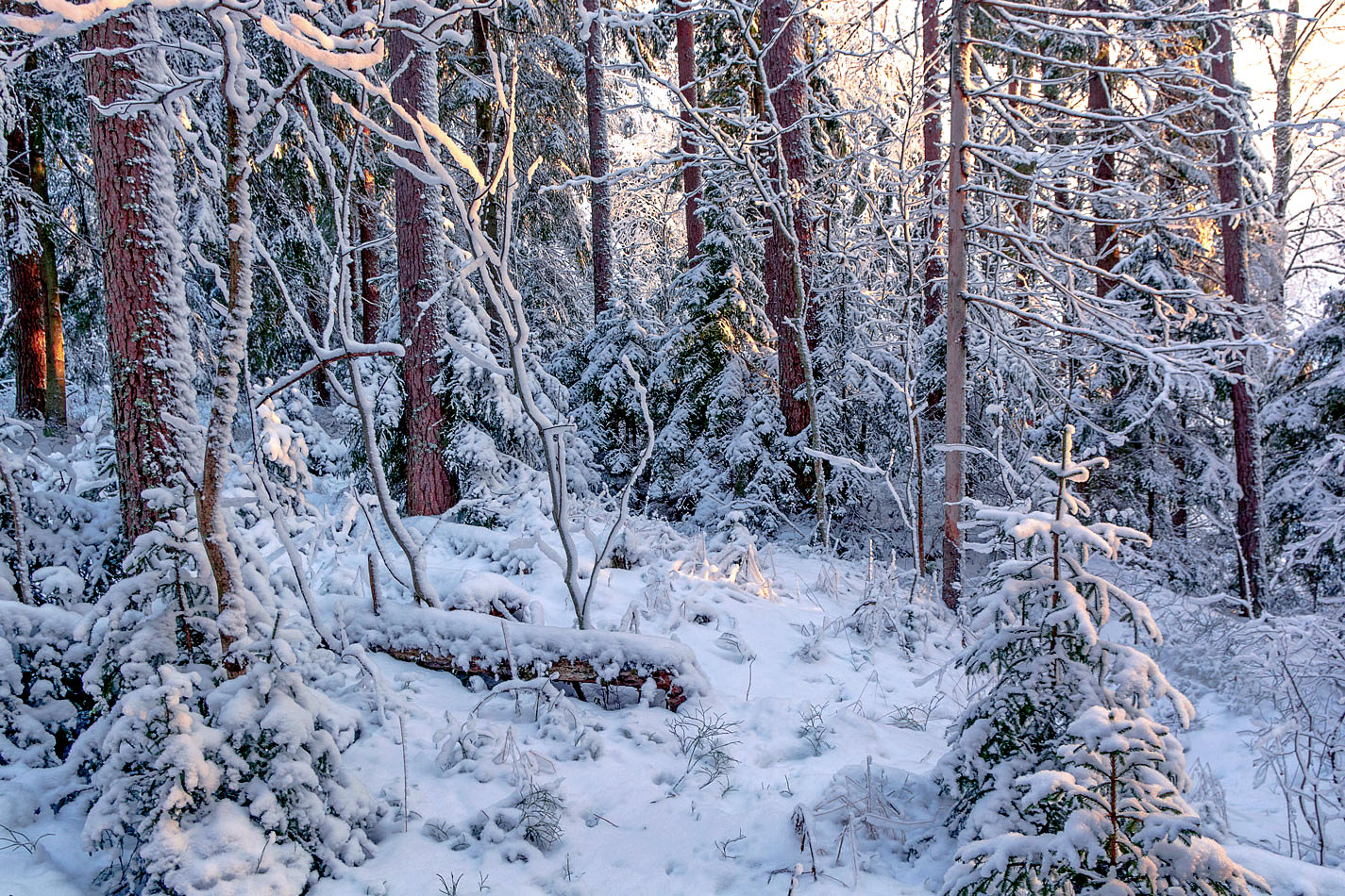 фото "После снегопада (2)" метки: пейзаж, природа, зима, лед, лес