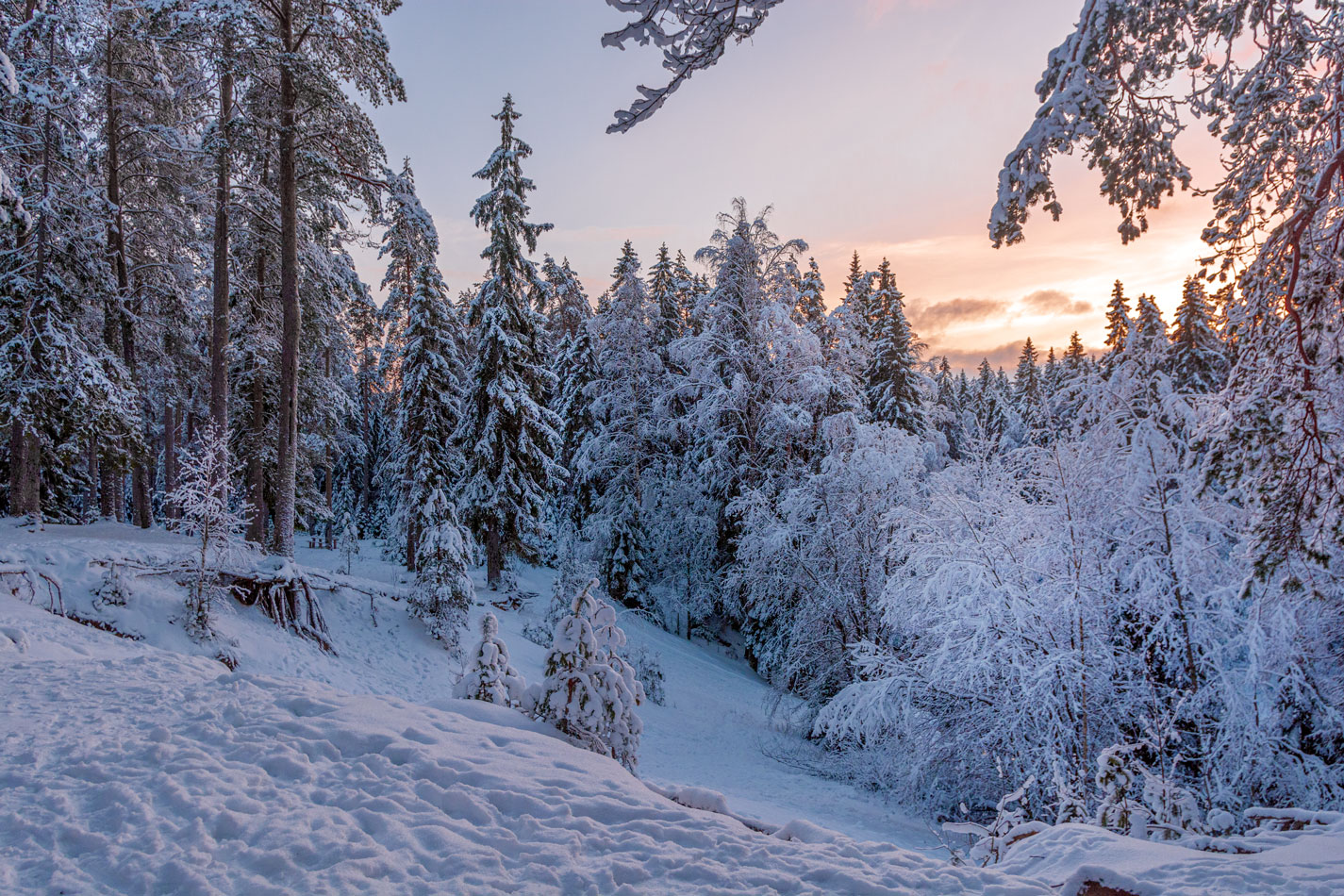фото "В зимнем лесу" метки: пейзаж, природа, Карельский перешеек, вечер, вода, зима, лес, снег