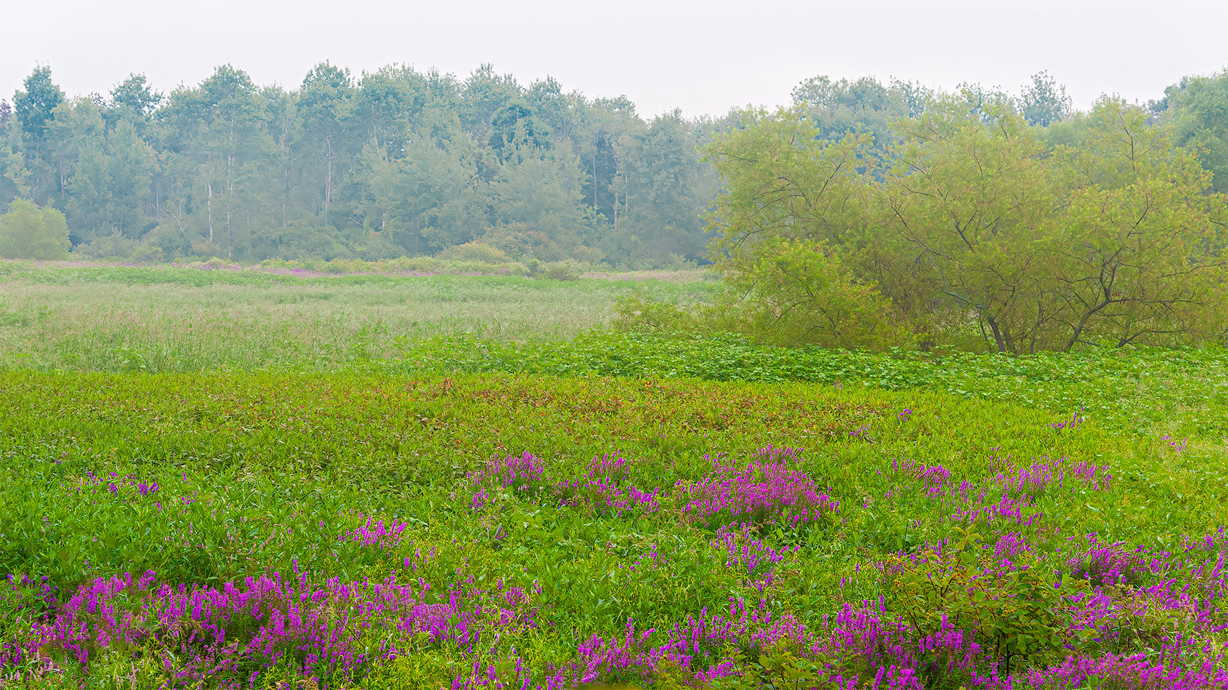 photo "In the Mist" tags: landscape, 