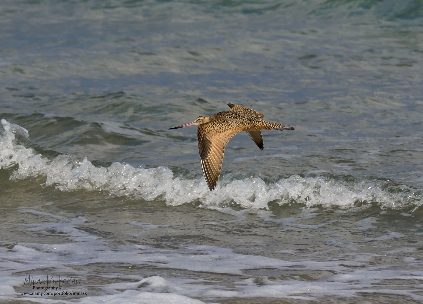 photo "Marbled Godwit" tags: nature, wild animals bird