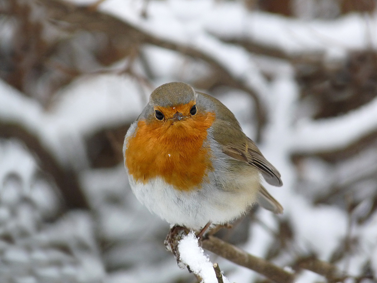 photo "***" tags: nature, macro and close-up, wild animals