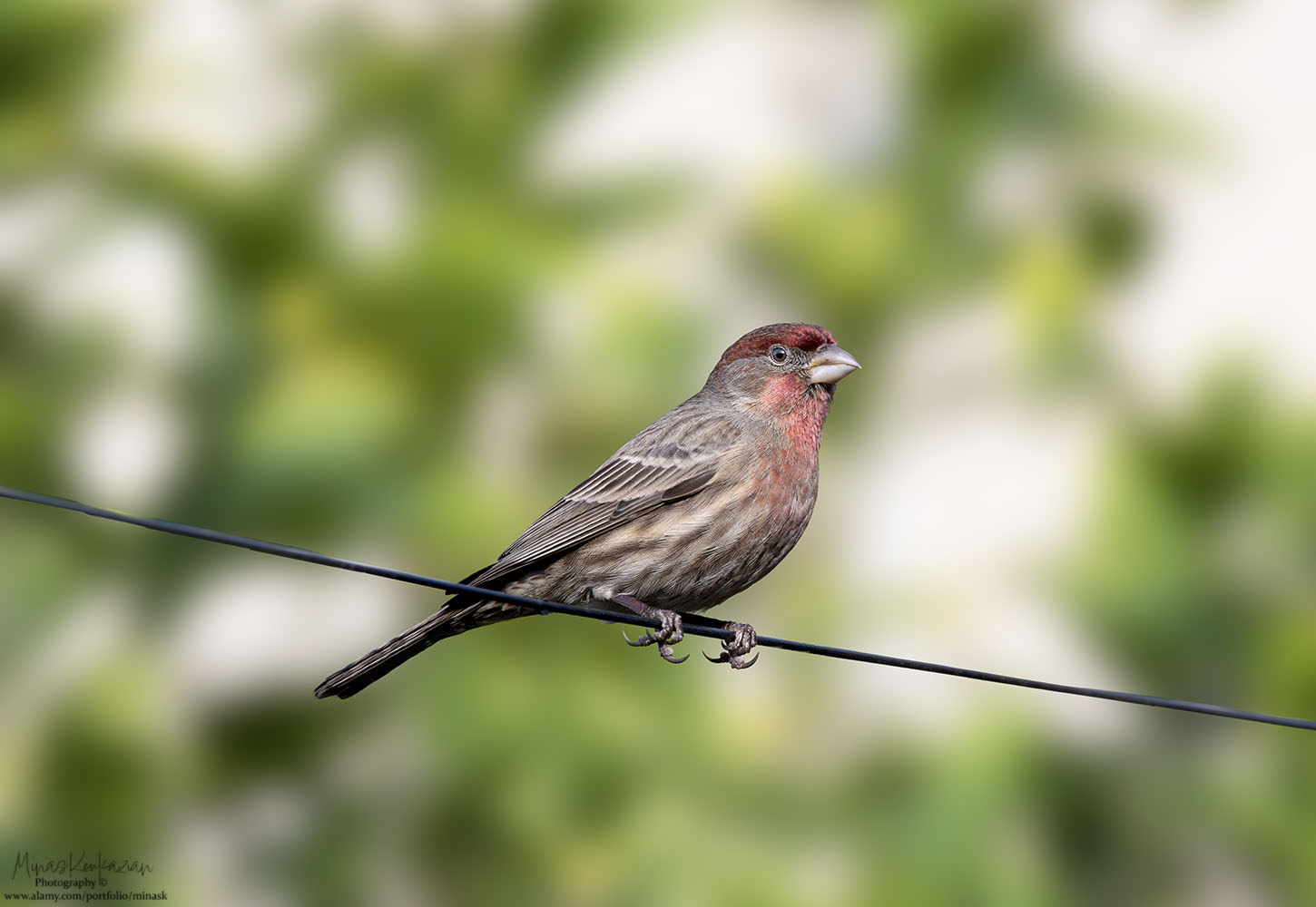 photo "House Finch" tags: nature, wild animals bird