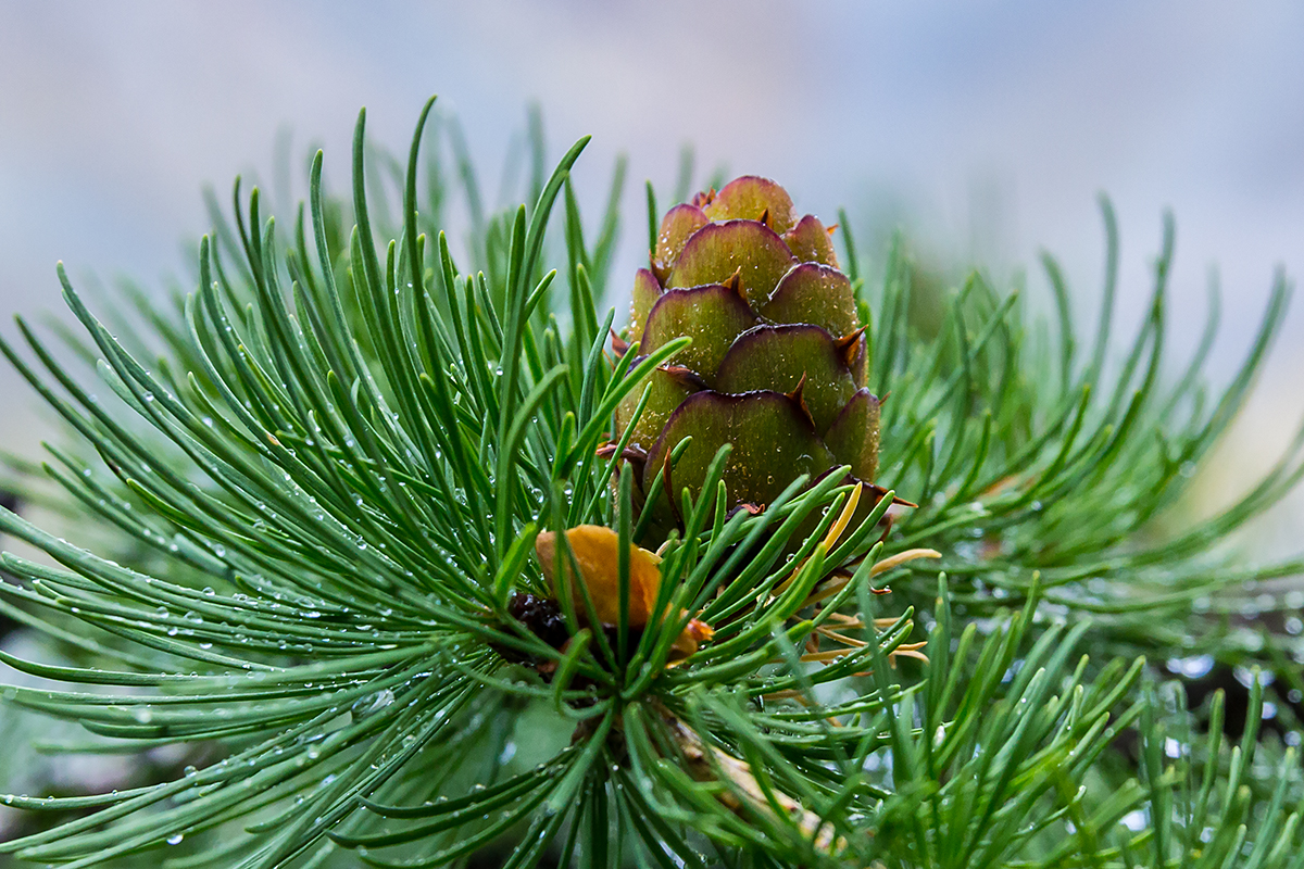 photo "After the rain" tags: nature, macro and close-up, Altai, Алтай