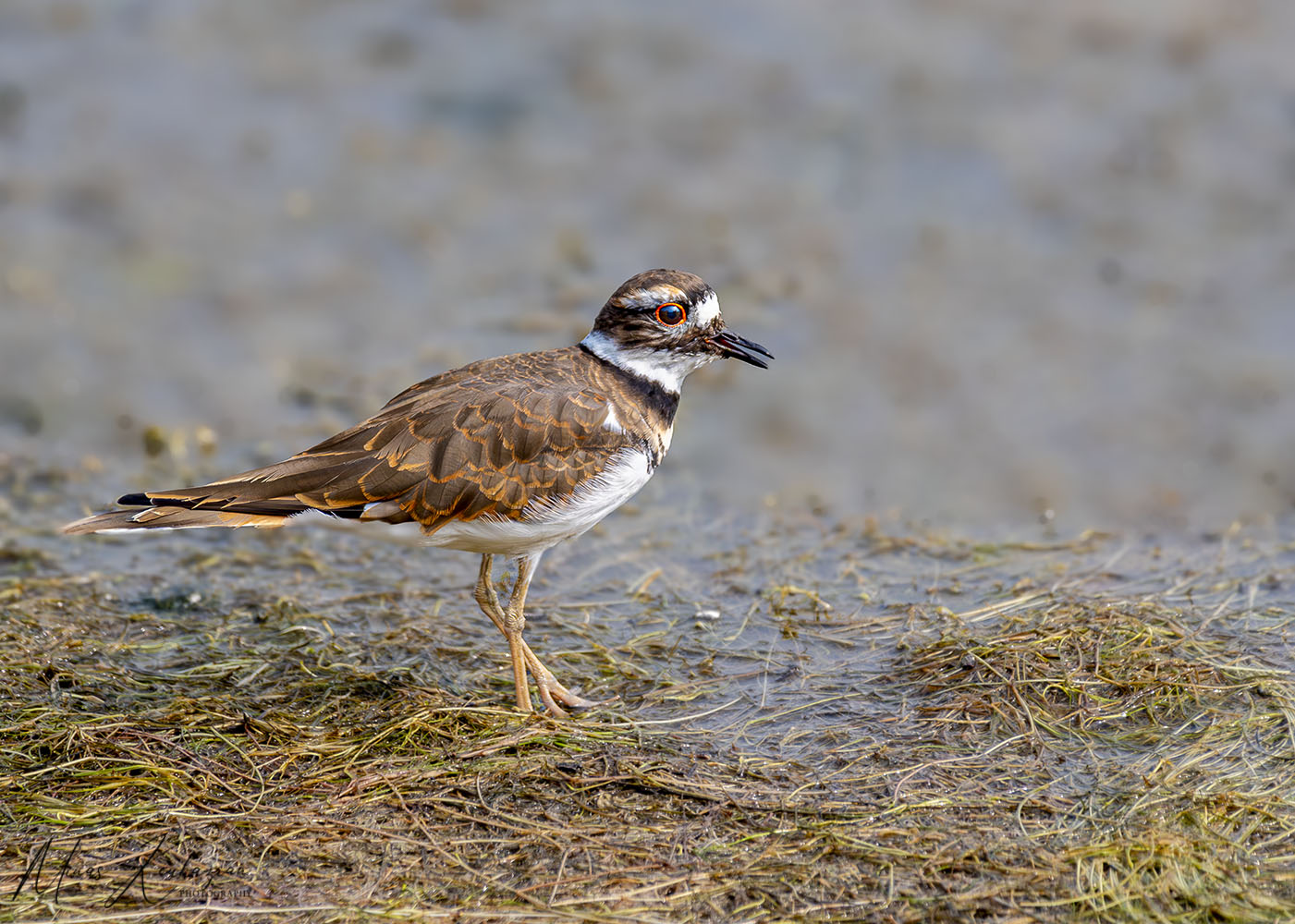 фото "Killdeer" метки: природа, wild animals bird