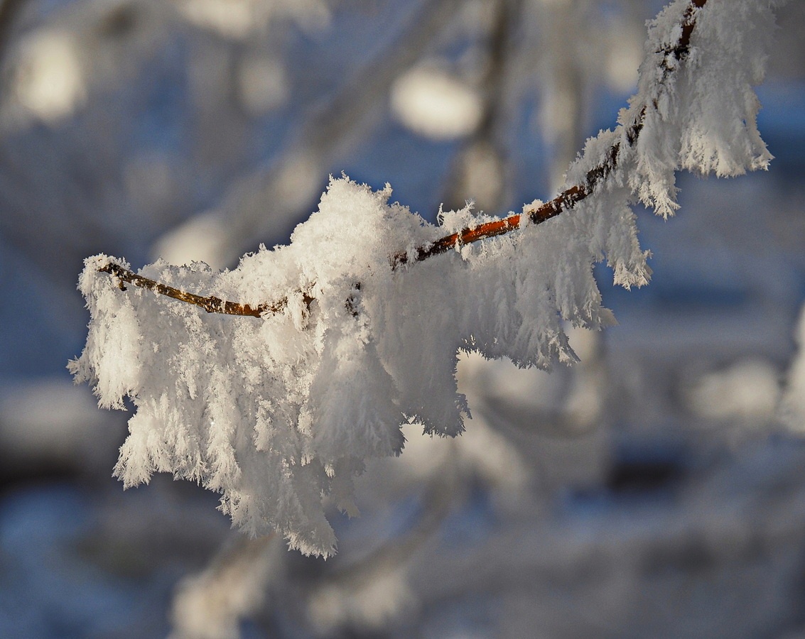 фото "Мороз украсил" метки: природа, ветка, иней, снег