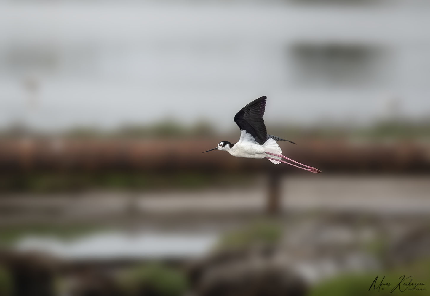 photo "Black-necked Stilt" tags: nature, wild animals bird