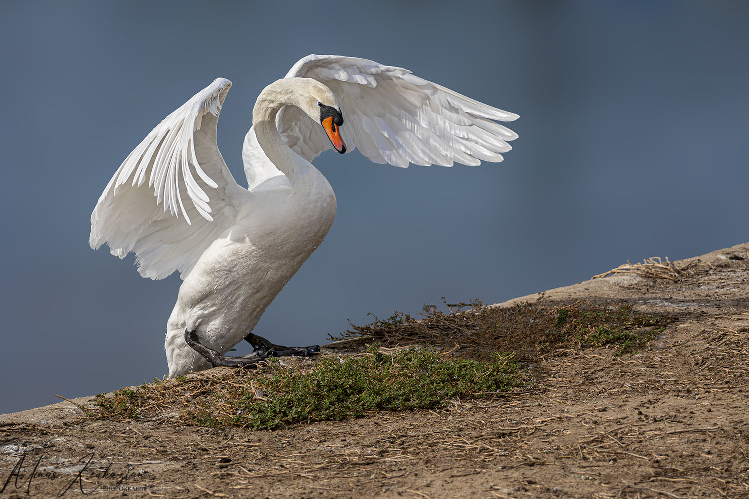 photo "Swan" tags: nature, 