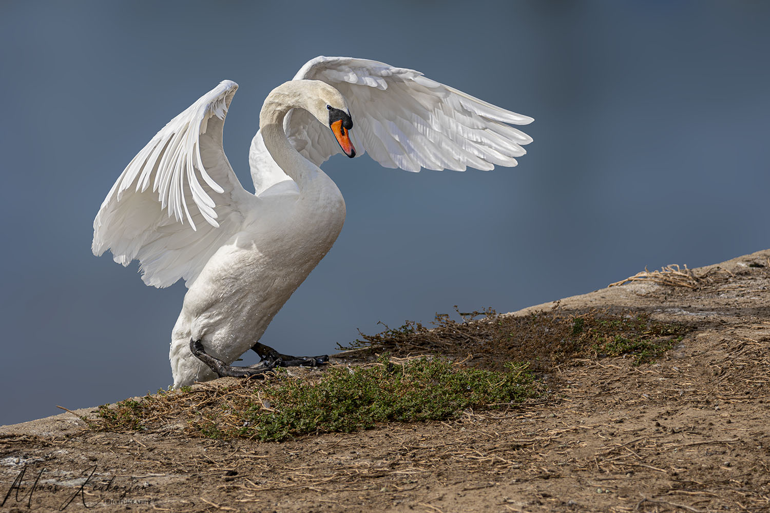 фото "Swan" метки: природа, 