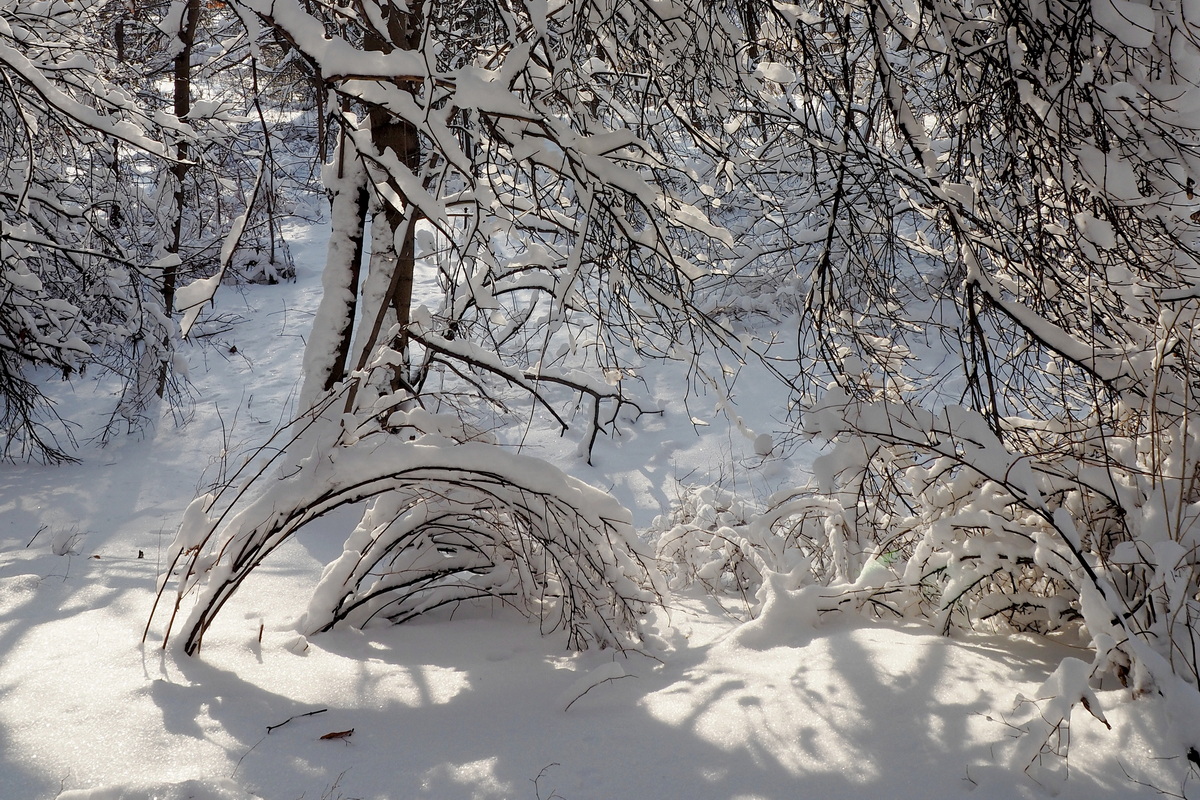 фото "После снегопада" метки: пейзаж, парк, свет, снег