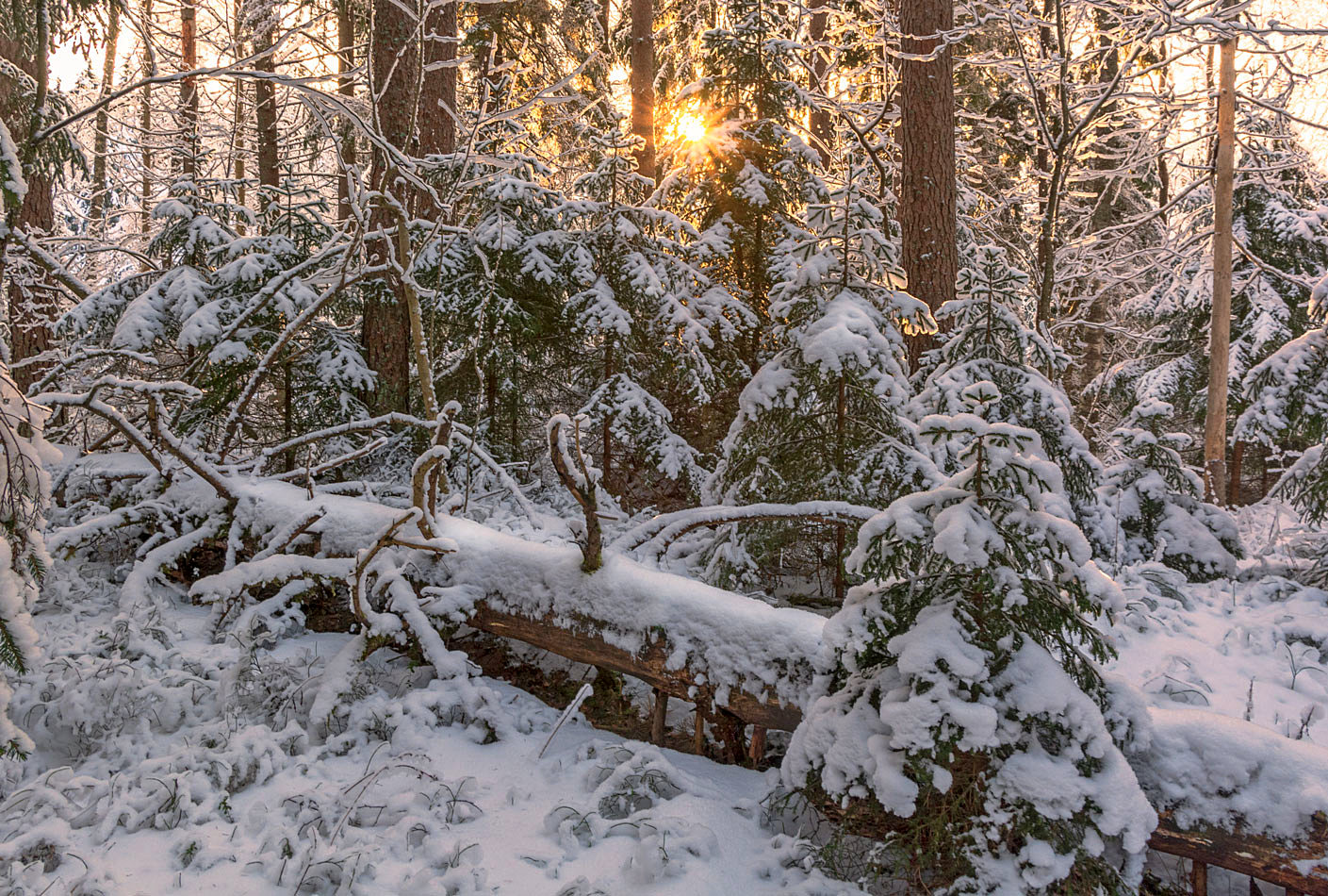 photo "***" tags: , forest, sunset, winter