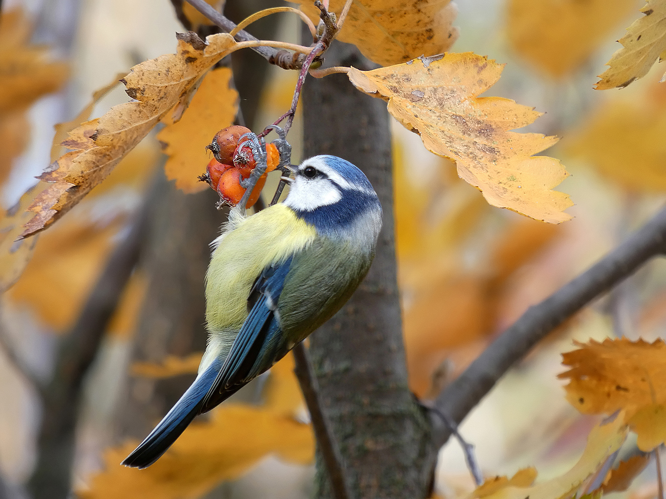 photo "***" tags: nature, macro and close-up, wild animals