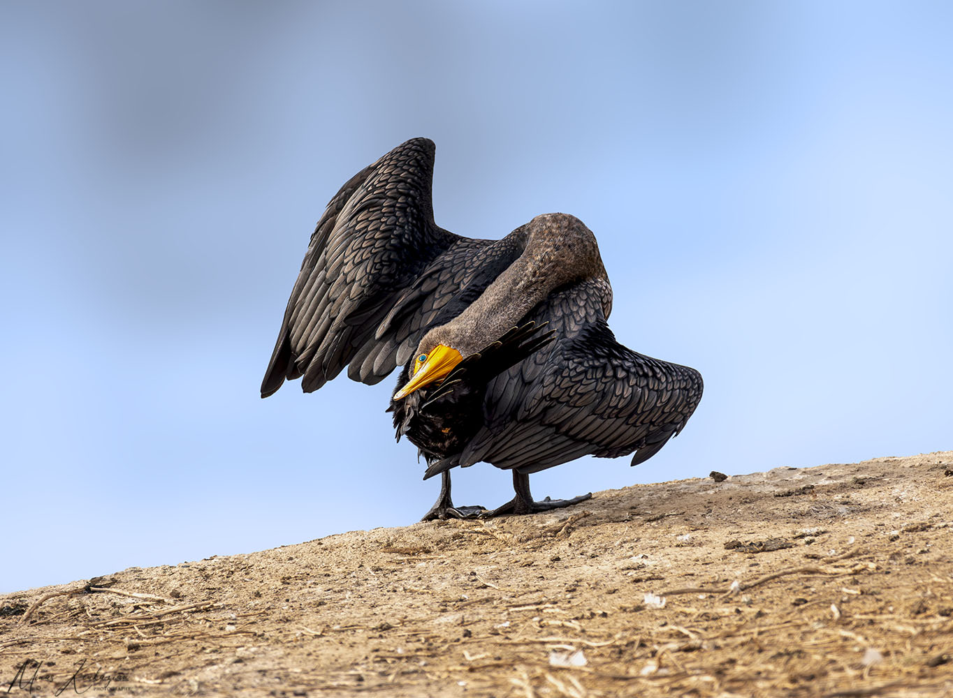 photo "Double-crested cormorant" tags: nature, wild animals bird