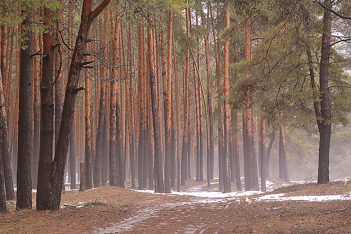 photo "***" tags: landscape, forest, winter, оттепель