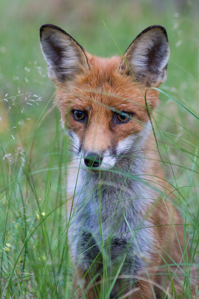 photo "While the grass is high..." tags: nature, Fox, лис