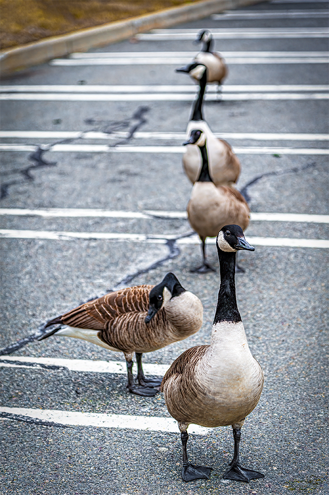 photo "Having Parked" tags: misc., 